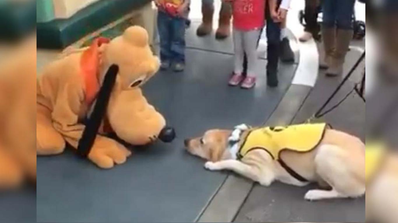 Así se emocionó un perro guía cuando conoció a Pluto